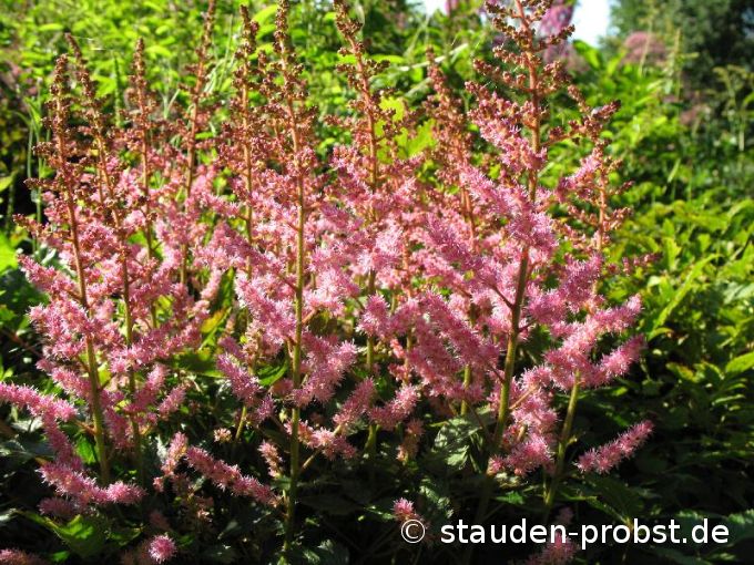 Astilbe chinensis 'Veronica Klose' - Prachtspiere