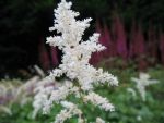 astilbe-japonica-deutschland