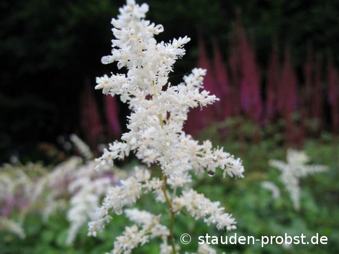 Astilbe japonica 'Deutschland' - Prachtspiere