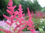 astilbe-japonica-mainz