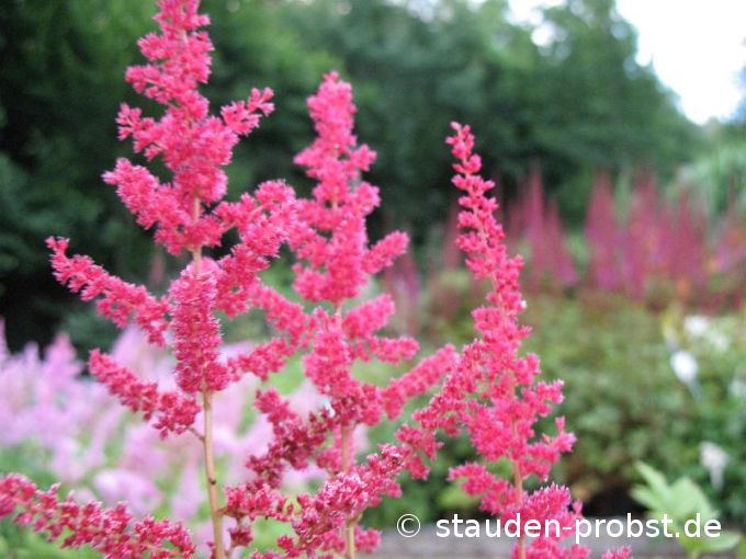 Astilbe japonica 'Mainz' - Prachtspiere