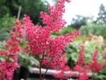 astilbe-japonica-montgomery