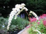 astilbe-thunbergii-prof-van-der-wielen