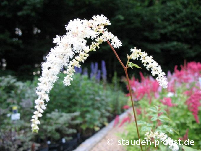Astilbe thunbergii 'Prof. van der Wielen' - Prachtspiere