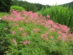 astilbe-thunbergii-straussenfeder-2