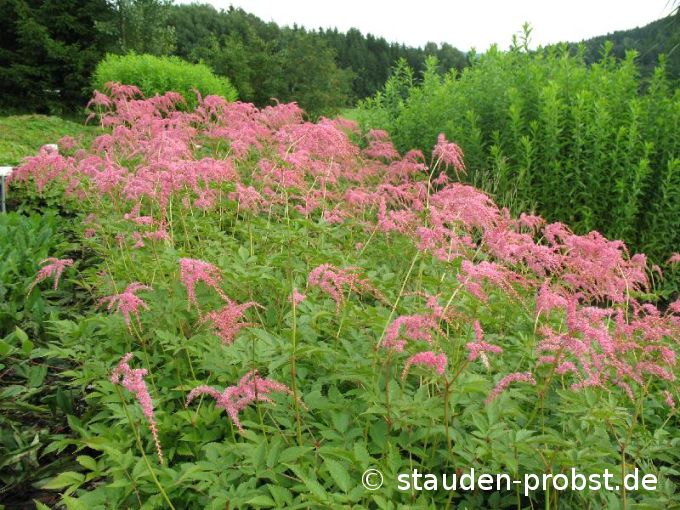 Astilbe thunbergii 'Straußenfeder' - Prachtspiere