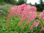 astilbe-thunbergii-straussenfeder
