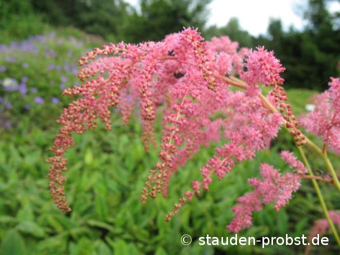 Astilbe thunbergii 'Straußenfeder' - Prachtspiere