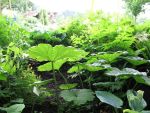 astilboides-tabularis-2