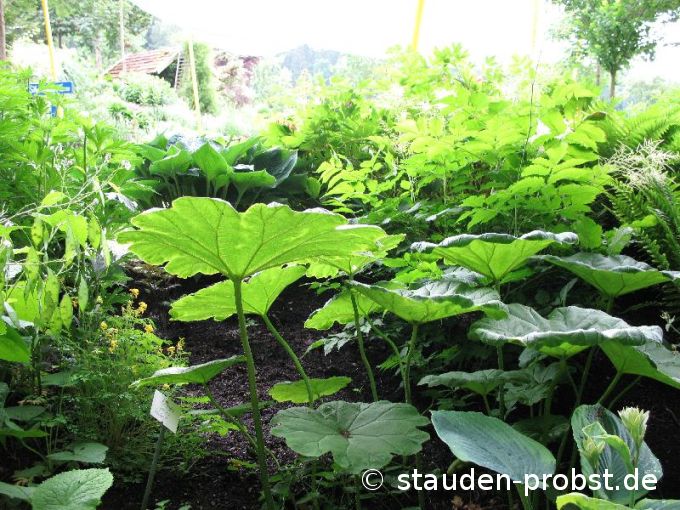Astilboides tabularis - Tafelblatt