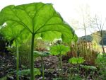 astilboides-tabularis-3