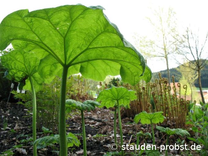 Astilboides tabularis - Tafelblatt
