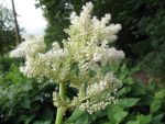 astilboides-tabularis-4
