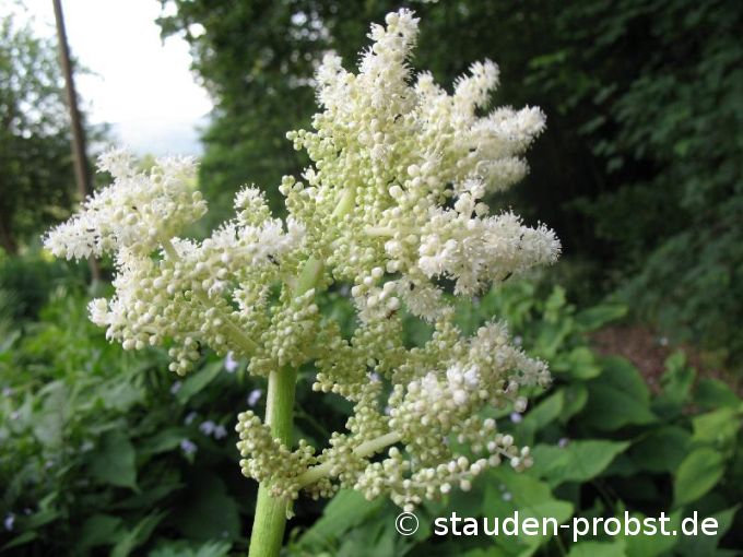 Astilboides tabularis - Tafelblatt