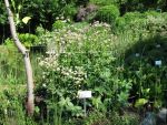 astrantia-major-2
