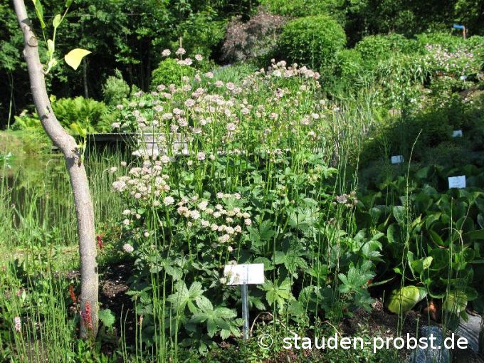 Astrantia major - Große Sterndolde