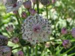 astrantia-major-3