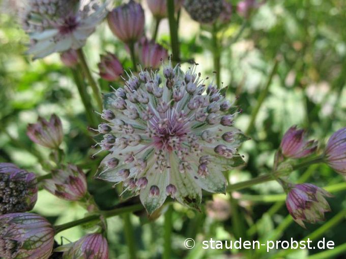 Astrantia major - Große Sterndolde