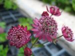 astrantia-major-lars