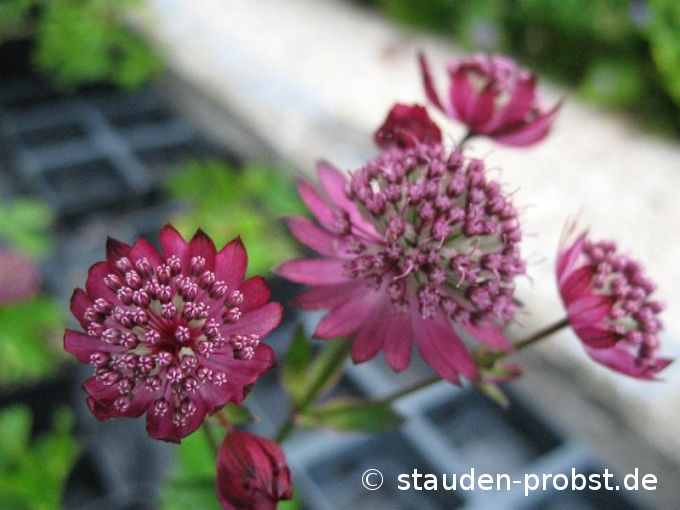 Astrantia major 'Lars' - Sterndolde