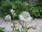 astrantia-major-shaggy-2