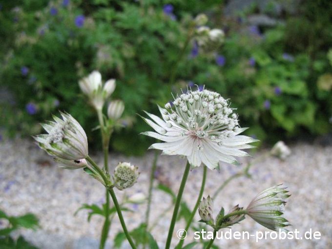 Astrantia major 'Shaggy' - Sterndolde