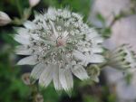 astrantia-major-shaggy