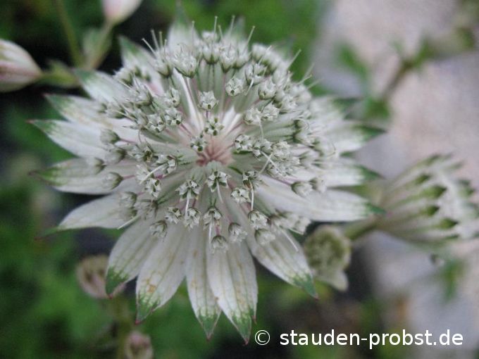 Astrantia major 'Shaggy' - Sterndolde