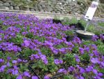 aubrieta-blaumeise-2