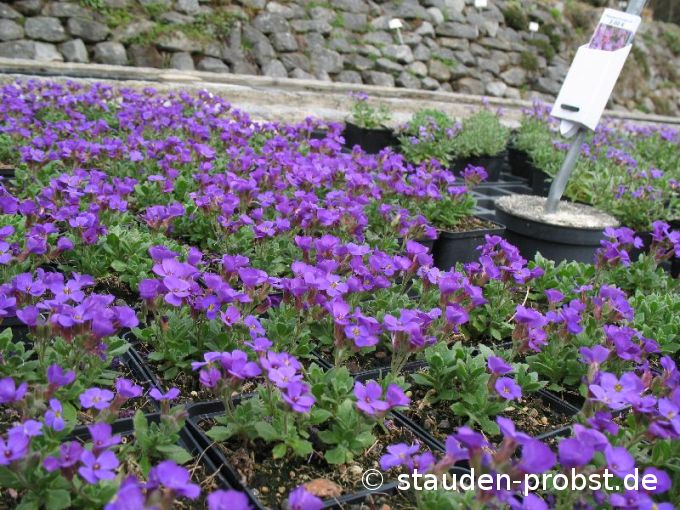 Aubrieta 'Blaumeise' - Blaukissen