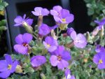 aubrieta-blaumeise