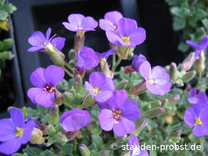 Aubrieta 'Blaumeise' - Blaukisssen