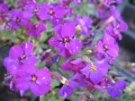 aubrieta-downers-2