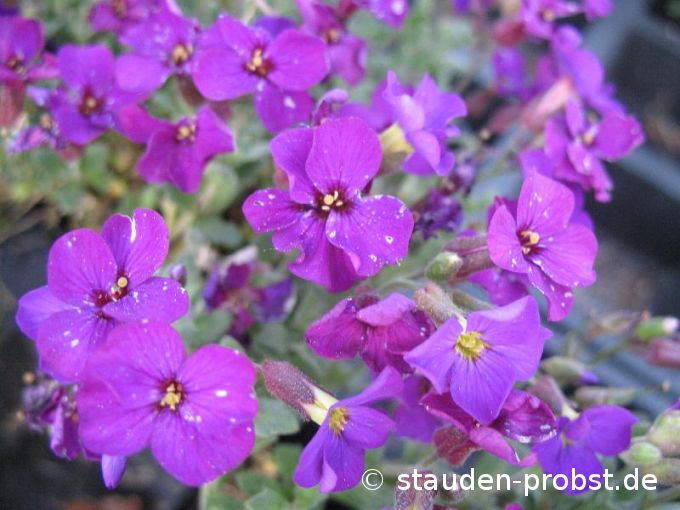 Aubrieta 'Downers' - Blaukissen