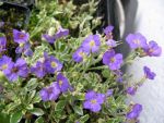 aubrieta-golden-emperor-2