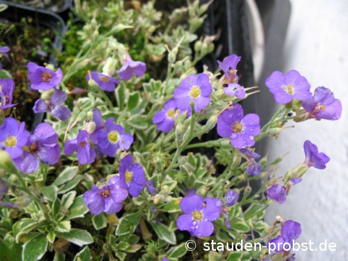 Aubrieta cultorum ' Golden Emperor' - Blaukissen