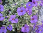 aubrieta-golden-emperor-3