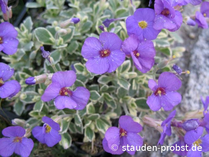 Aubrieta 'Golden Emperor' - Blaukissen