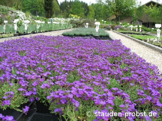 Aubrieta 'Hamburger Stadtpark' - Blaukissen
