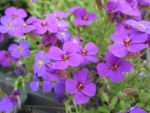 aubrieta-hamburger-stadtpark