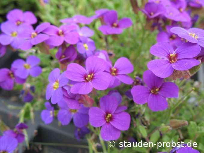 Aubrieta 'Hamburger Stadtpark' - Blaukissen