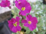 aubrieta-rubinfeuer