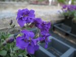 aubrieta-sauerland