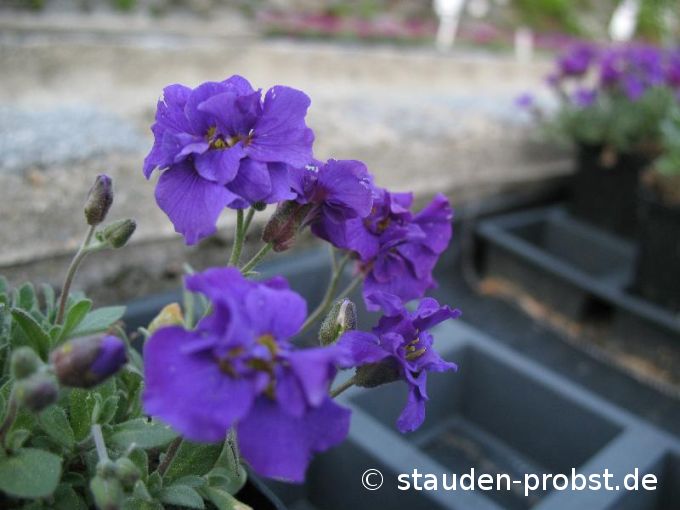 Aubrieta 'Sauerland' - Blaukissen