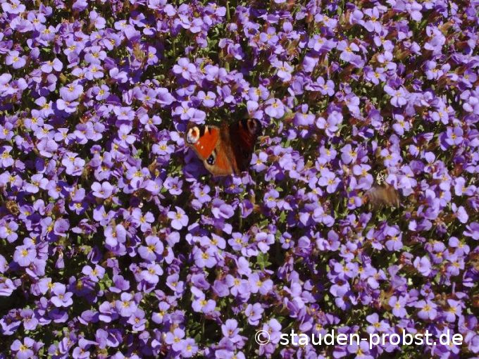 Aubrieta 'Schloß Eckberg' - Blaukissen