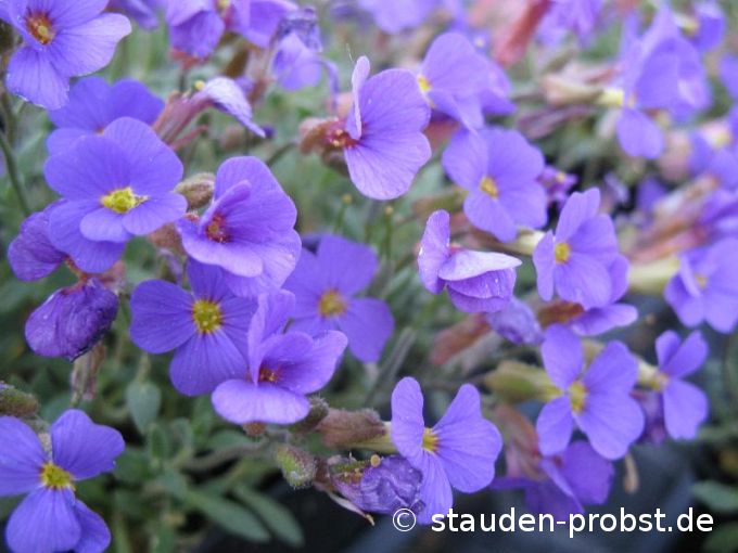 Aubrieta 'Schloss Eckberg' - Blaukissen
