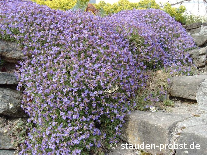 Aubrieta 'Schloß Eckberg' - Blaukissen