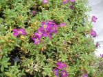 aubrieta-vesuv-2