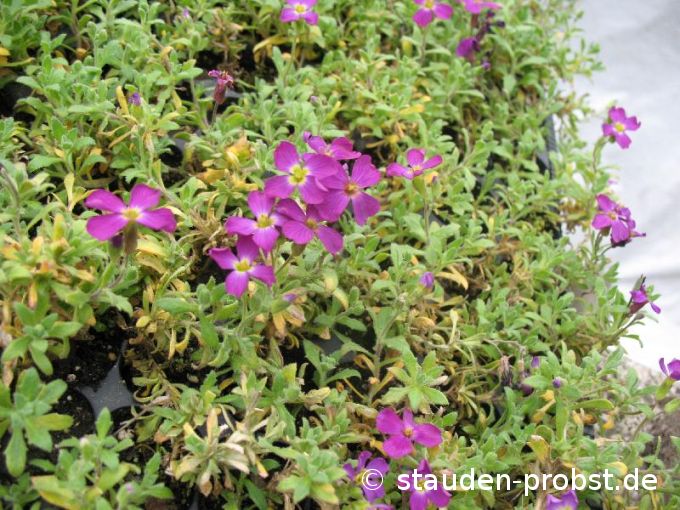 Aubrieta 'Vesuv' - Blaukissen
