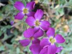 aubrieta-vesuv